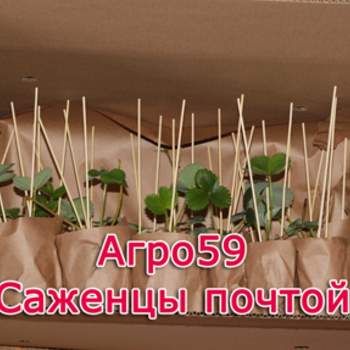 САЖЕНЦЫ ПОЧТОЙ РОССИИ НАЛОЖЕННЫМ ПЛАТЕЖОМ
