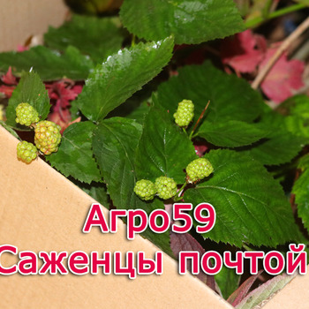 Сорта ежевики, саженцы ежевики