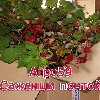 Сорта малины, саженцы малины