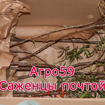 Сорта облепихи, саженцы облепихи