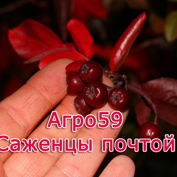 Сорта кустарников, саженцы кустарников