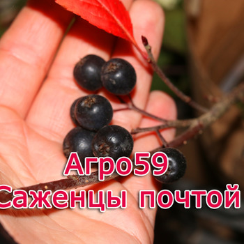 Сорта кустарников, саженцы кустарников