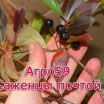 Сорта кустарников, саженцы кустарников
