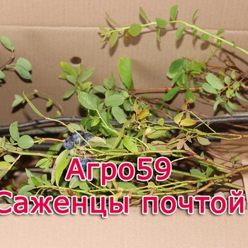 Саженцы голубики Почтой России