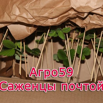 Сорта клубники, саженцы клубники