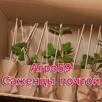 Сорта клубники, саженцы клубники