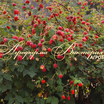 Сорта малины