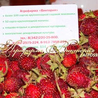 Земклуника НАХОДКА (КРУПНОМЕР! ОГРОМНЫЙ КУСТ, УРОЖАЙ В ГОД ПОСАДКИ)