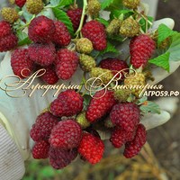 Малина СЛАВА РОССИИ (Россия, Москва) (КРУПНОМЕР! ОГРОМНЫЙ КУСТ, УРОЖАЙ В ГОД ПОСАДКИ)