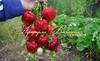 Клубника АЗИЯ (КРУПНОМЕР! ОГРОМНЫЙ КУСТ, УРОЖАЙ В ГОД ПОСАДКИ)