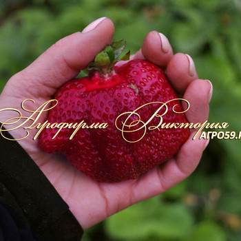 Клубника Азия фото