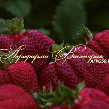 Клубника Азия фото