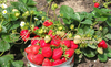 Клубника ФЕСТИВАЛЬНАЯ РОМАШКА (Россия)