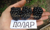 Ежевика ПОЛАР ("Polar", Польша) (КРУПНОМЕР! ОГРОМНЫЙ КУСТ, УРОЖАЙ В ГОД ПОСАДКИ)