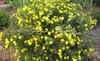 Лапчатка желтая сорт Голдфингер