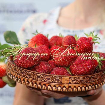 Сорт земклуники "КУПЕЦ"