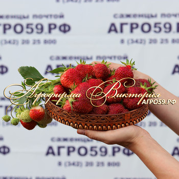 Сорт земклуники "КУПЕЦ"