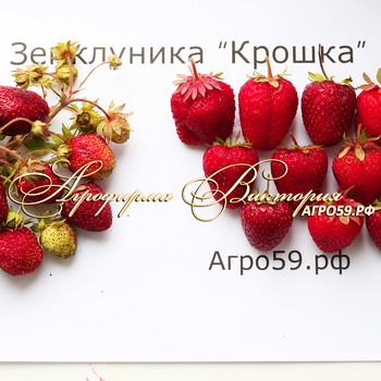 СОРТ ЗЕМКЛУНИКИ "КРОШКА"