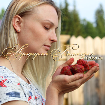 СОРТ ЗЕМКЛУНИКИ ДАР