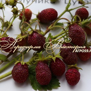 СОРТА ЗЕМКЛУНИКИ