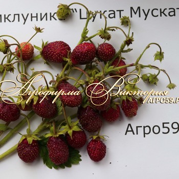 СОРТА ЗЕМКЛУНИКИ