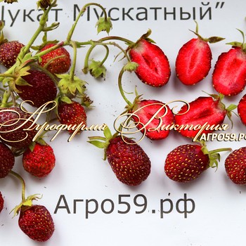 СОРТ ЗЕМКЛУНИКИ
