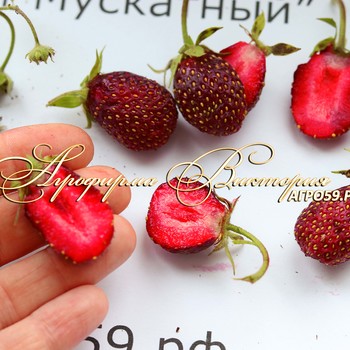 СОРТА ЗЕМКЛУНИКИ