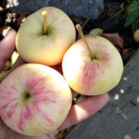 Яблоня "АБОРИГЕН"