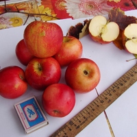 Яблоня "АЛТАЙСКАЯ КРАСАВИЦА"