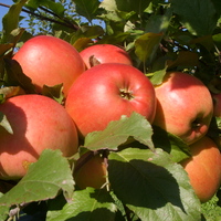 Яблоня "АЛТАЙСКОЕ ЗИМНЕЕ"