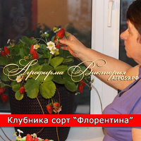 Клубника для дома, купить саженцы (КРУПНОМЕР! ОГРОМНЫЙ КУСТ, УРОЖАЙ В ГОД ПОСАДКИ)
