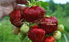 Клубника ДАРЕНКА (КРУПНОМЕР! ОГРОМНЫЙ КУСТ, УРОЖАЙ В ГОД ПОСАДКИ)