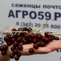 Смородина ВИКСНЕ Темно-вишневая (КРУПНОМЕР! ОГРОМНЫЙ КУСТ, УРОЖАЙ В ГОД ПОСАДКИ)