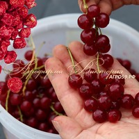 Смородина "ПЕРВЫЙ СМОРОДИНОВЫЙ ИЗЮМ" ("Premiere Groseille Raisin", Франция) (КРУПНОМЕР! ОГРОМНЫЙ КУСТ, УРОЖАЙ В ГОД ПОСАДКИ) 