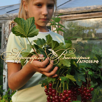 Сорта смородины