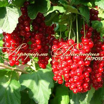 Сорта смородины