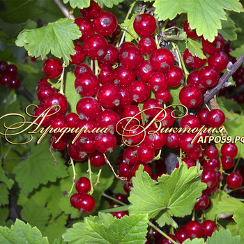 Сорта смородины