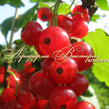 Сорта красной смородины