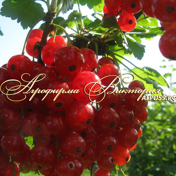 Сорта красной смородины