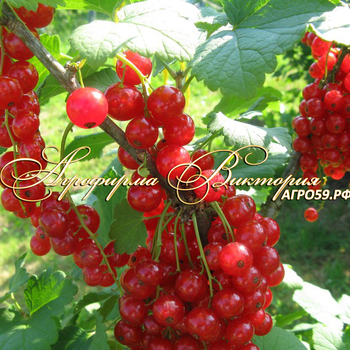 Сорта красной смородины