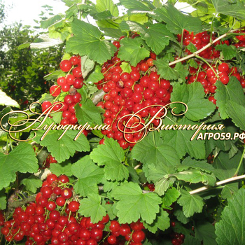 Сорта красной смородины
