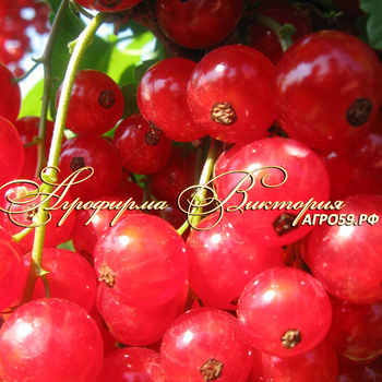 Сорта красной смородины