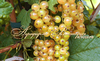 Смородина БЕЛЫЙ МУСКАТ ("Muscat Blanc", Франция) (КИСЛИНКИ НЕТ ВООБЩЕ! САМЫЕ СЛАДКИЕ СОРТА ОТБИРАЛИ ДЕСЯТИЛЕТИЯМИ!)(КРУПНОМЕР! ОГРОМНЫЙ КУСТ, УРОЖАЙ В ГОД ПОСАДКИ)