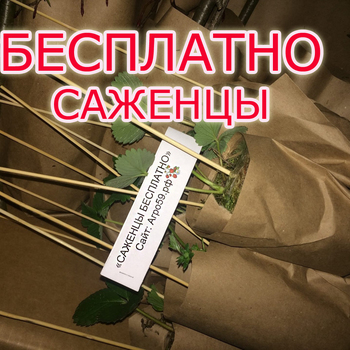 БЕСПЛАТНЫЕ САЖЕНЦЫ ПОЧТОЙ