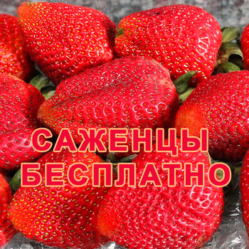 БЕСПЛАТНЫЕ САЖЕНЦЫ ПОЧТОЙ