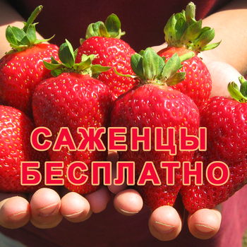 БЕСПЛАТНЫЕ САЖЕНЦЫ ПОЧТОЙ