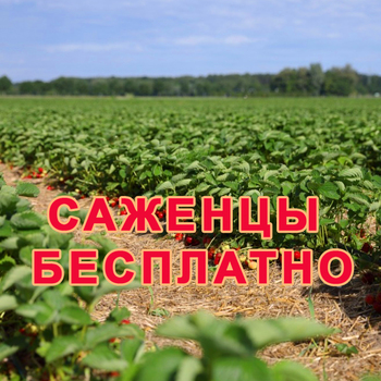 БЕСПЛАТНЫЕ САЖЕНЦЫ ПОЧТОЙ