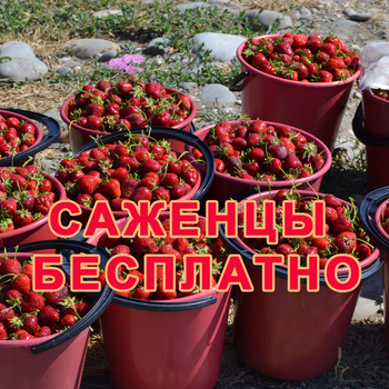 БЕСПЛАТНЫЕ САЖЕНЦЫ ПОЧТОЙ