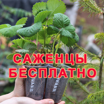 БЕСПЛАТНЫЕ САЖЕНЦЫ ПОЧТОЙ