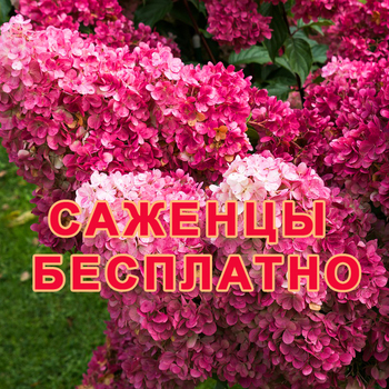 БЕСПЛАТНЫЕ САЖЕНЦЫ ПОЧТОЙ